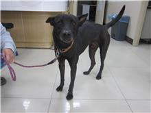 台北市已領養狗 混種犬