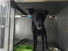 金門縣已領養狗 混種犬