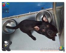 台北市已領養狗 混種犬