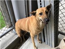新竹市已領養狗 混種犬