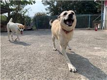 屏東縣已領養狗 混種犬