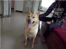 台北市已領養狗 混種犬