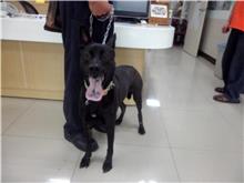 台北市已領養狗 混種犬