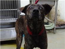 台北市已領養狗 混種犬