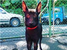 台北市已領養狗 混種犬
