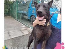 台北市已領養狗 混種犬