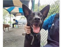 台北市已領養狗 混種犬