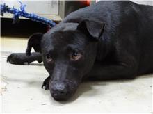 台北市已領養狗 混種犬
