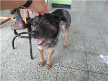 桃園市已領養狗 混種犬