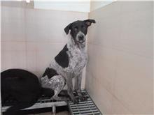 南投縣已領養狗 混種犬
