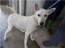 南投縣已領養狗 混種犬