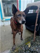 新北市已領養狗 混種犬