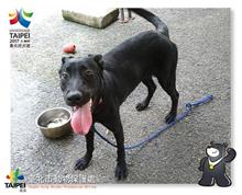 台北市已領養狗 混種犬