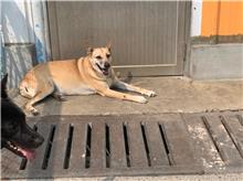 屏東縣已領養狗 混種犬