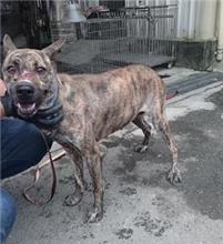 新北市已領養狗 混種犬