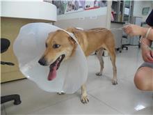 台北市已領養狗 混種犬
