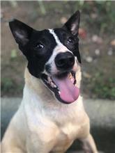 台北市已領養狗 混種犬