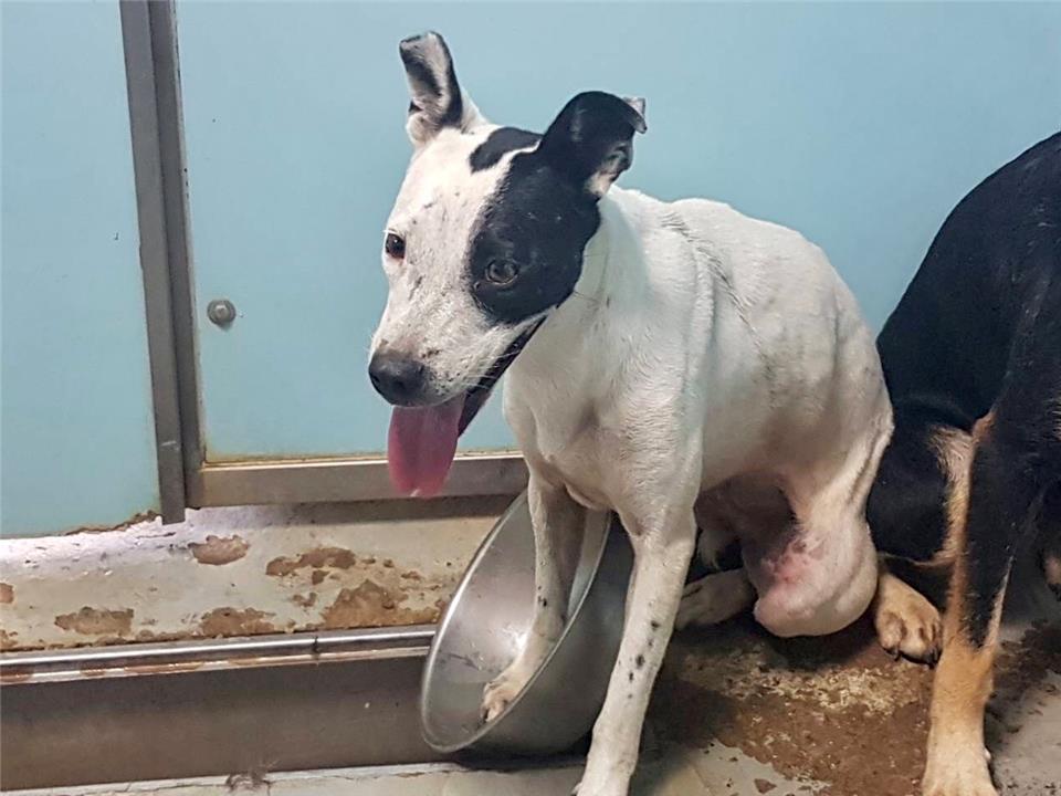 台北市已領養狗 混種犬
