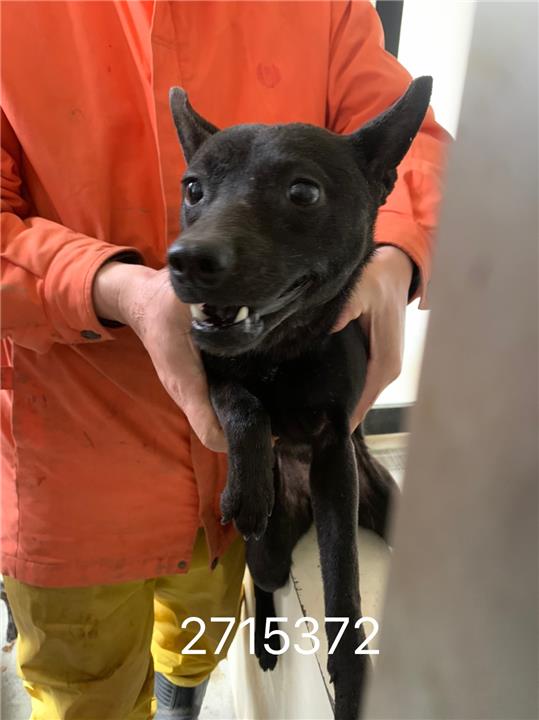 澎湖縣已領養狗 混種犬