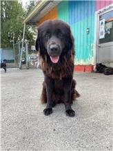 屏東縣已領養狗 獒犬