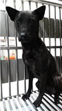 新北市已領養狗 混種犬