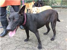 台北市已領養狗 混種犬
