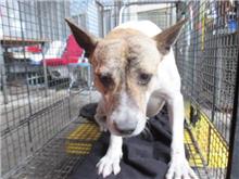 桃園市已領養狗 混種犬