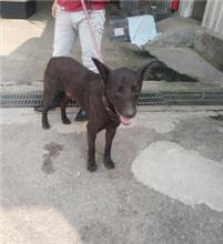新北市已領養狗 混種犬