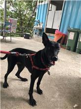 新北市已領養狗 混種犬