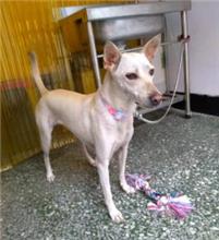新北市已領養狗 混種犬