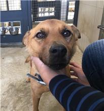 金門縣已領養狗 混種犬