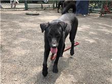 台北市已領養狗 混種犬