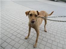 桃園市已領養狗 混種犬