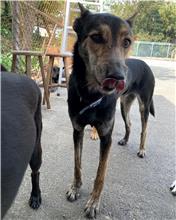 屏東縣已領養狗 混種犬
