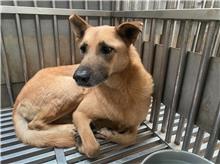 新北市已領養狗 混種犬