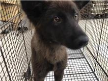 金門縣已領養狗 混種犬