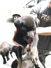 新竹縣已領養狗 混種犬