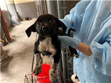 新竹市已領養狗 混種犬