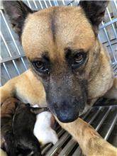 澎湖縣已領養狗 混種犬