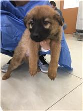金門縣已領養狗 混種犬