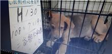 雲林縣已領養狗 混種犬