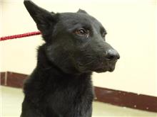 台北市已領養狗 混種犬
