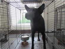桃園市待認養狗｜混種犬｜黑色｜母