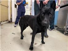 台北市已領養狗 混種犬
