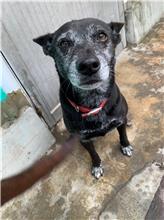 屏東縣已領養狗 混種犬