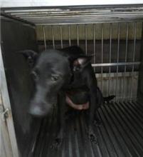 新北市已領養狗 混種犬
