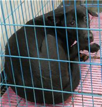 台南市已領養狗 混種犬