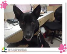 台北市已領養狗 混種犬
