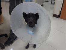 台北市已領養狗 混種犬