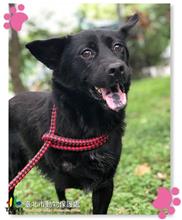 台北市已領養狗 混種犬